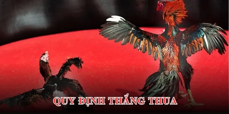 Chi tiết về quy định của một trận đấu cựa sắt tại GOAL123 