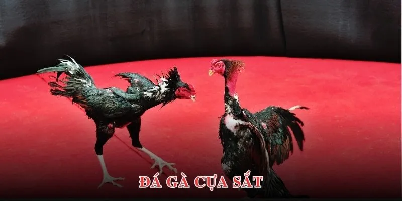 S128 Goal123 cung cấp nhiều loại hình đá gà khác nhau đến hội viên